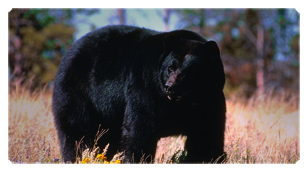 DSC700 301 Black Bear